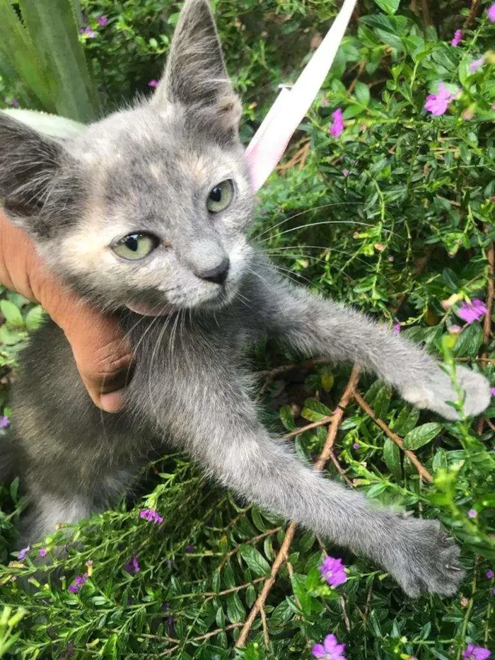 Gato ra a Não definida idade 2 a 6 meses nome Aretha