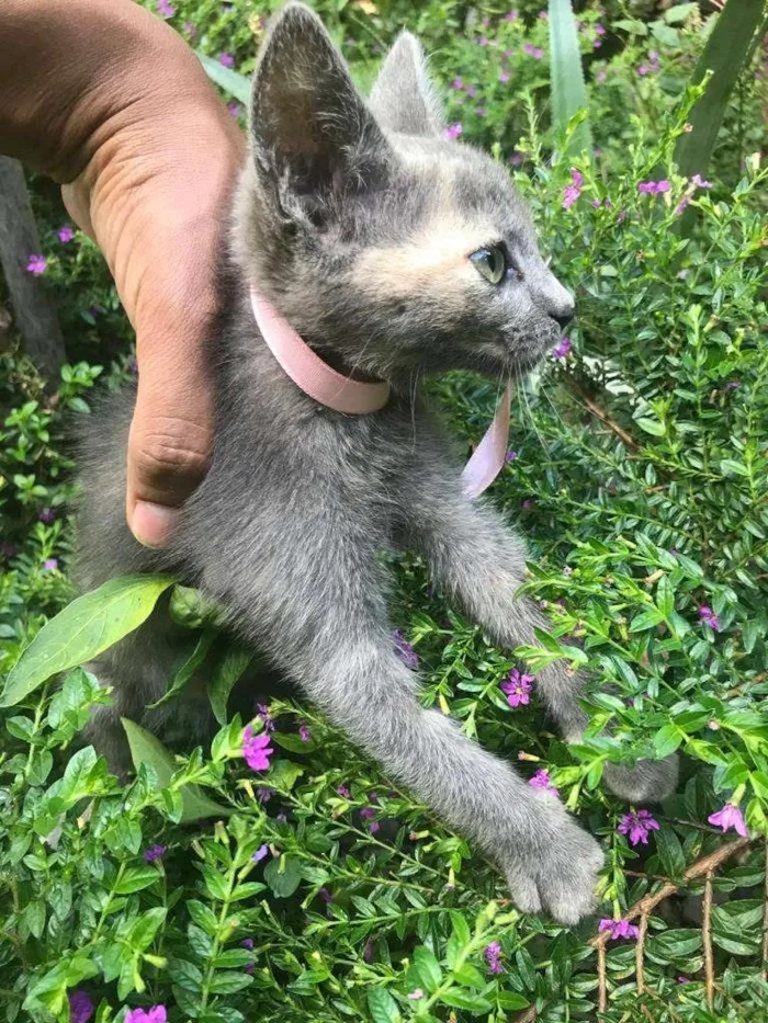 Gato ra a Não definida idade 2 a 6 meses nome Aretha