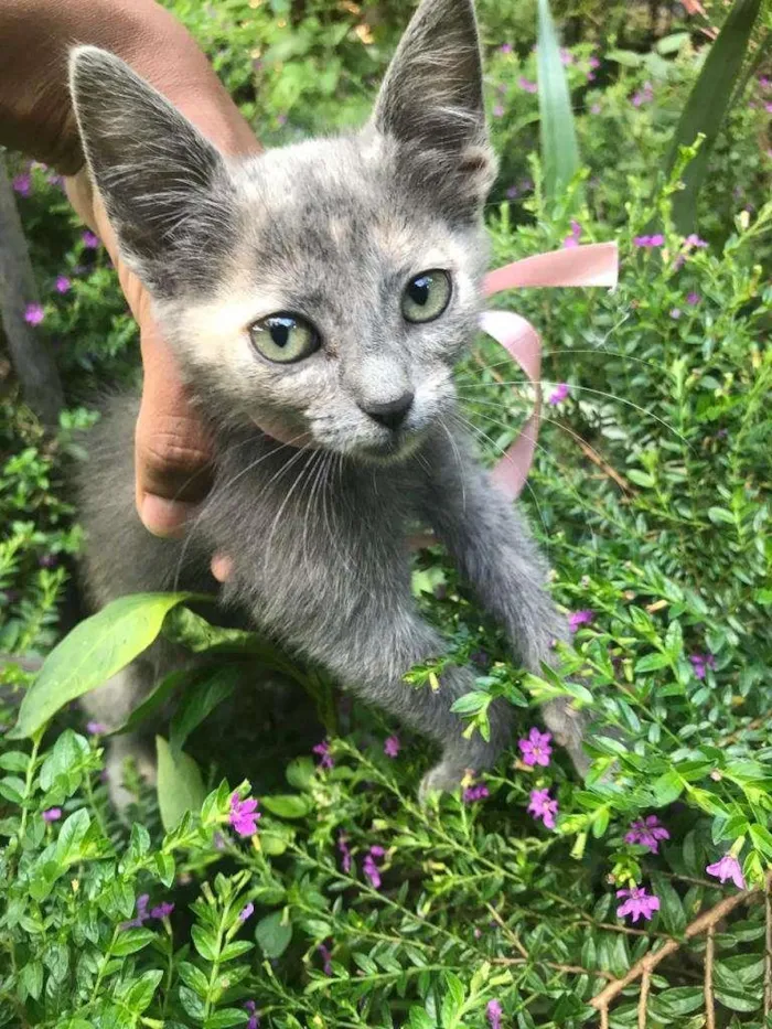 Gato ra a Não definida idade 2 a 6 meses nome Aretha