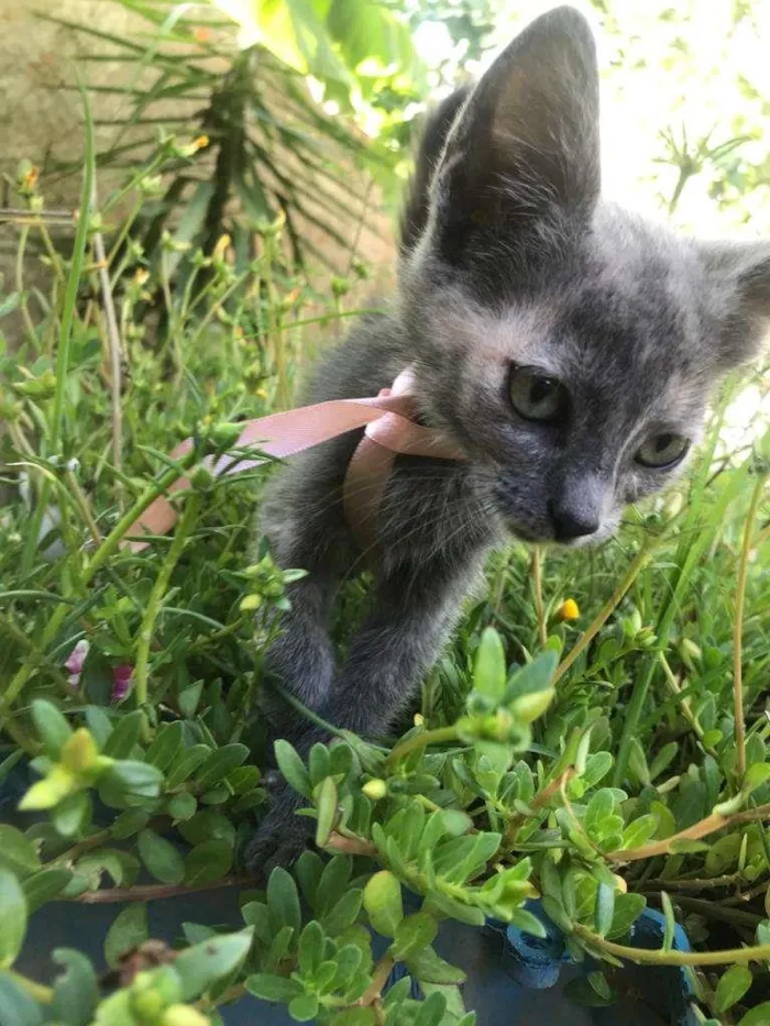 Gato ra a Não definida idade 2 a 6 meses nome Aretha