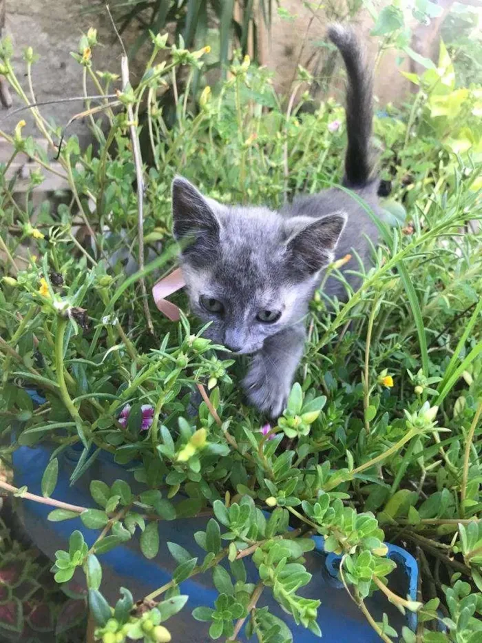 Gato ra a Não definida idade 2 a 6 meses nome Aretha