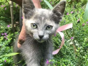 Gato raça Não definida idade 2 a 6 meses nome Aretha