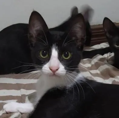 Gato ra a Sem raça definida idade 2 a 6 meses nome Amadeu