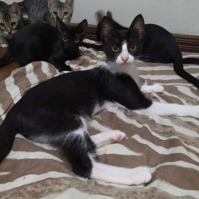 Gato ra a Sem raça definida idade 2 a 6 meses nome Amadeu