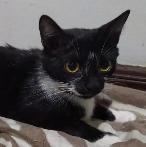 Gato ra a Sem raça definida idade 1 ano nome Amora
