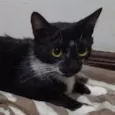 Amora
