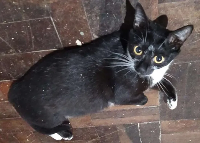 Gato ra a Sem raça definida idade 1 ano nome Amora