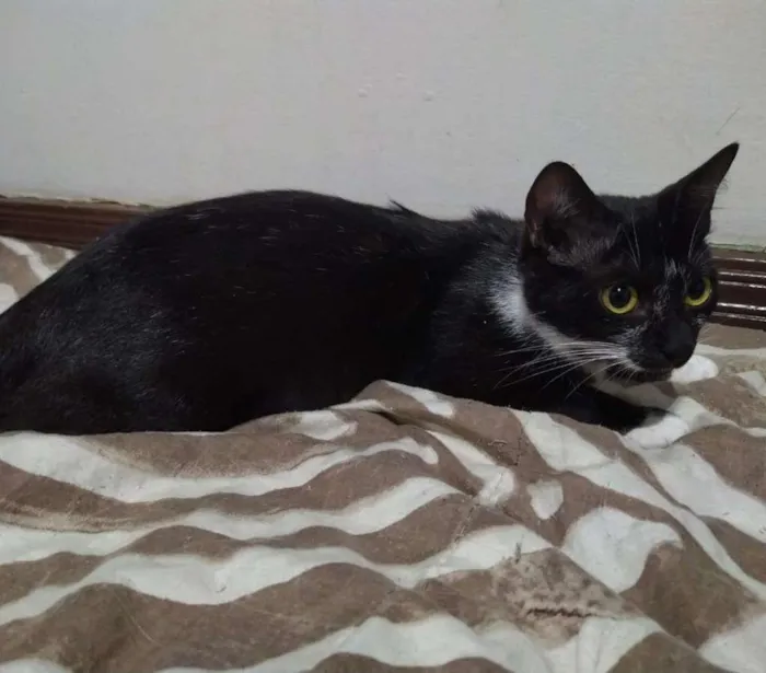 Gato ra a Sem raça definida idade 1 ano nome Amora