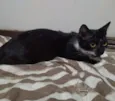 Amora