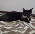 Amora