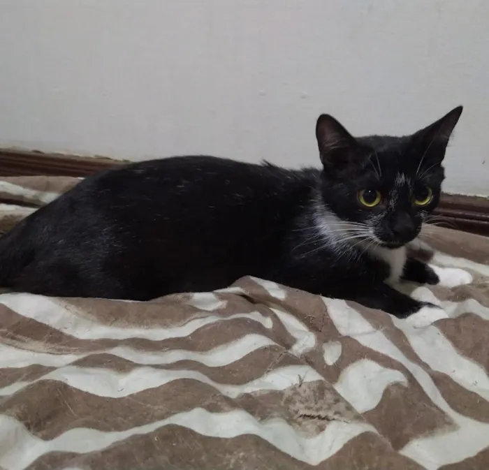Gato ra a Sem raça definida idade 1 ano nome Amora