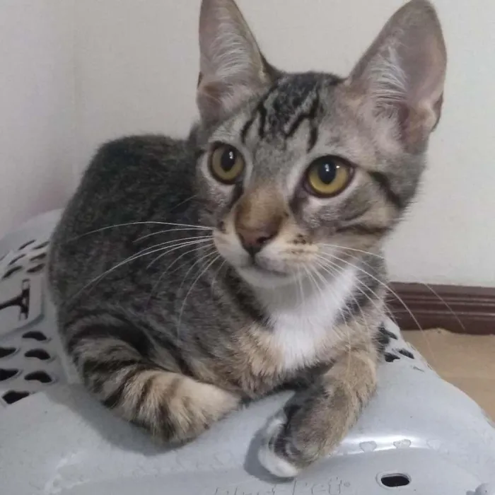 Gato ra a Sem raça definida idade 2 a 6 meses nome Charles