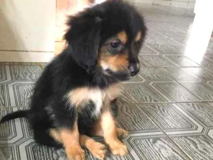 Cachorro ra a Indefinida  idade Abaixo de 2 meses nome Bento 