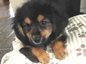 Cachorro raça Indefinida  idade Abaixo de 2 meses nome Bento 