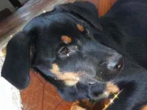 Cachorro raça Misturado com rottweiler idade 7 a 11 meses nome Bob
