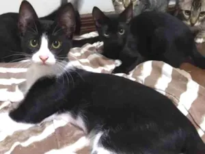 Gato raça Sem raça definida idade 2 a 6 meses nome Amadeu