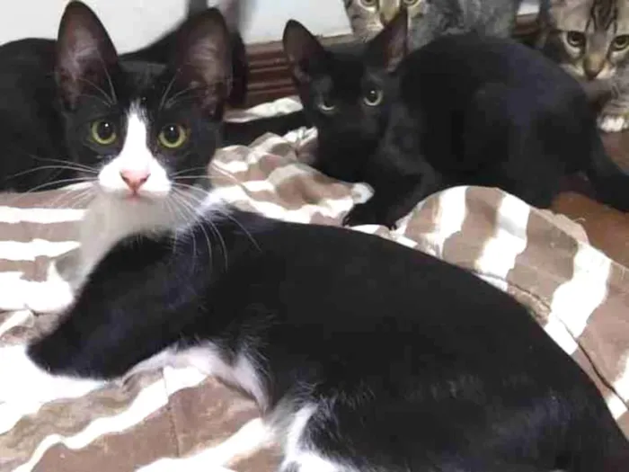 Gato ra a Sem raça definida idade 2 a 6 meses nome Amadeu