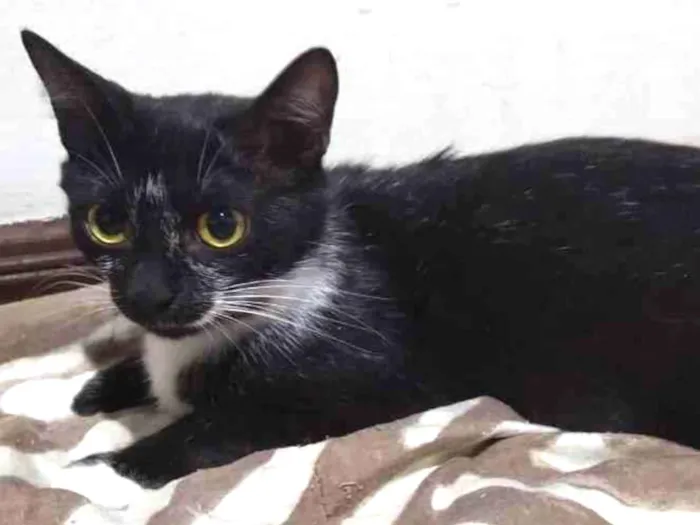 Gato ra a Sem raça definida idade 1 ano nome Amora