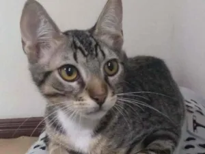 Gato raça Sem raça definida idade 2 a 6 meses nome Charles