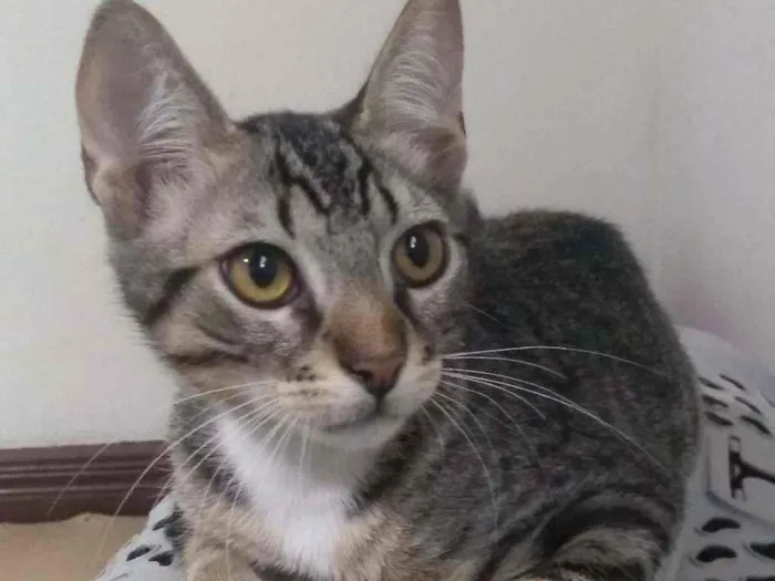 Gato ra a Sem raça definida idade 2 a 6 meses nome Charles