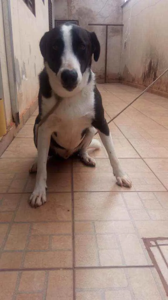 Cachorro raça Muito grande idade 2 anos nome Mamute