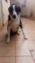 Mamute