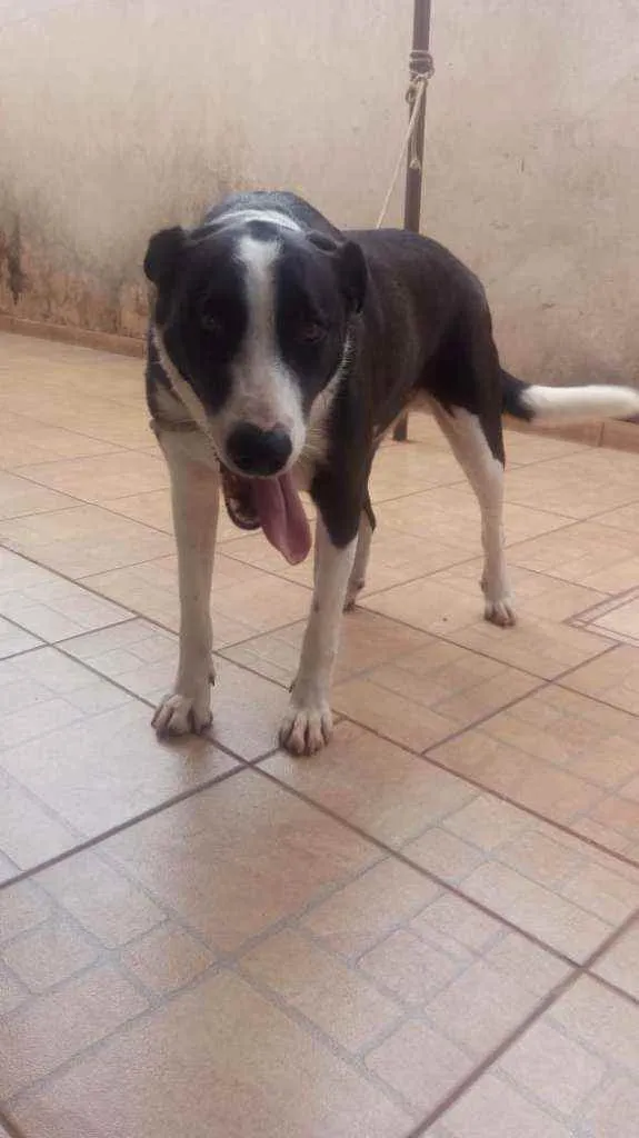 Cachorro raça Muito grande idade 2 anos nome Mamute