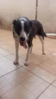 Mamute