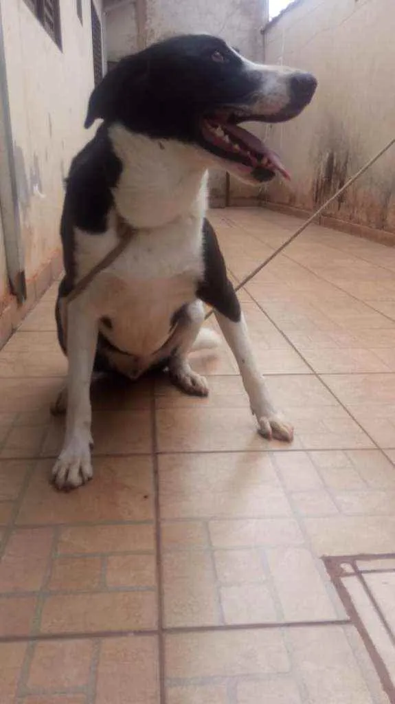Cachorro raça Muito grande idade 2 anos nome Mamute