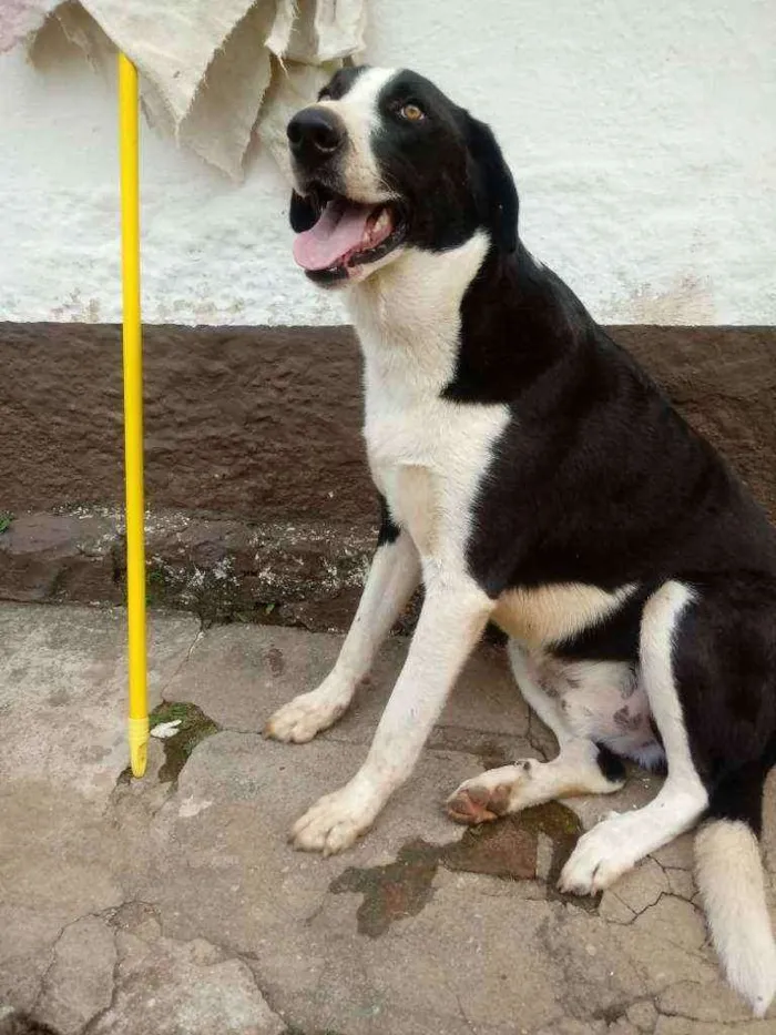 Cachorro raça Muito grande idade 2 anos nome Mamute