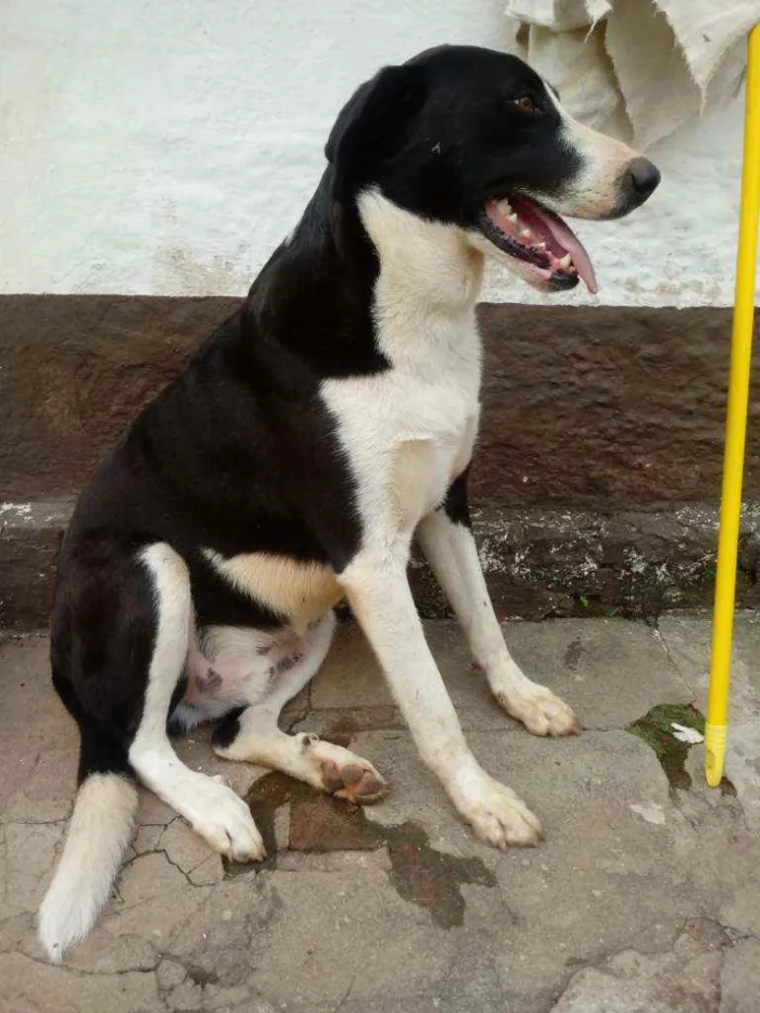 Cachorro raça Muito grande idade 2 anos nome Mamute