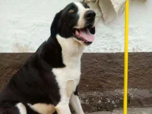 Cachorro raça Muito grande idade 2 anos nome Mamute