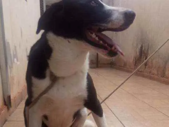 Cachorro raça Muito grande idade 2 anos nome Mamute