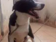 Mamute