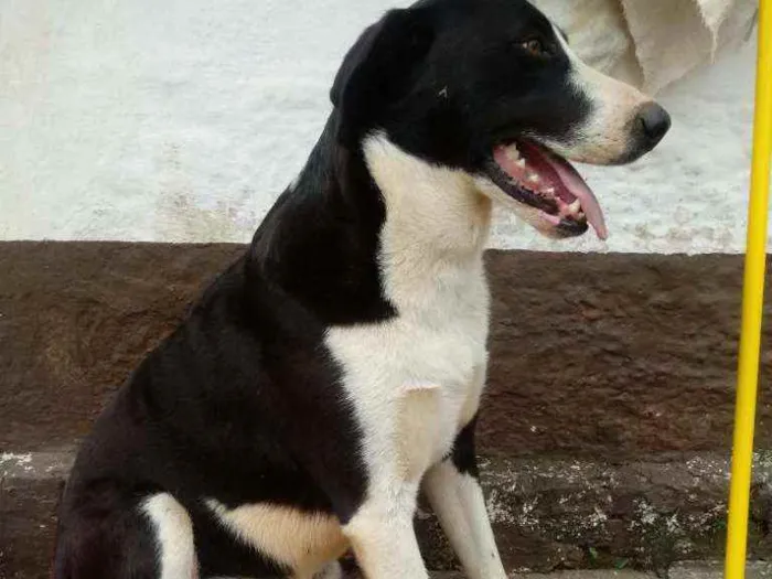Cachorro raça Muito grande idade 2 anos nome Mamute