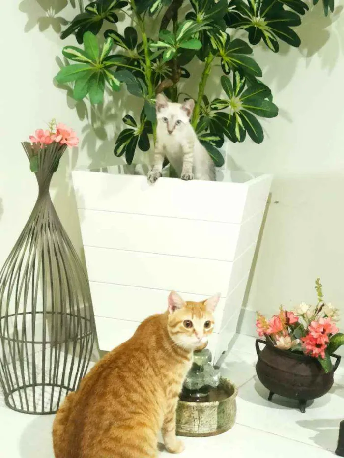 Gato raça Srd idade 2 a 6 meses nome Pequena
