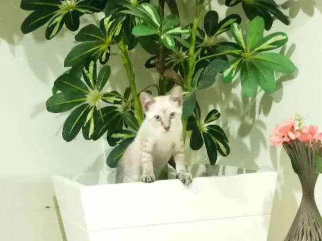 Gato raça Srd idade 2 a 6 meses nome Pequena