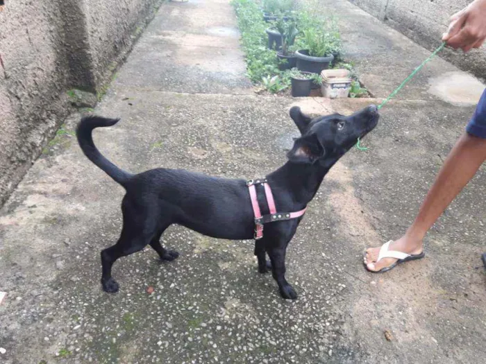 Cachorro raça Sem raça definida idade 2 a 6 meses nome Pretinha