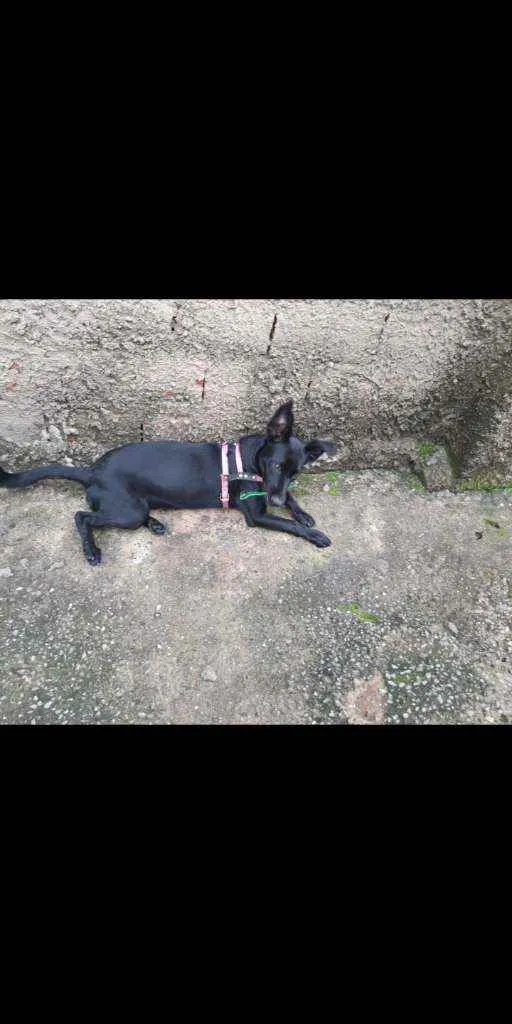 Cachorro raça Sem raça definida idade 2 a 6 meses nome Pretinha