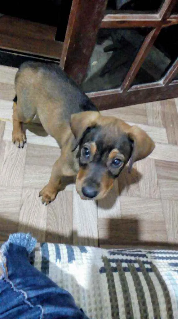 Cachorro ra a  idade 7 a 11 meses nome Luke