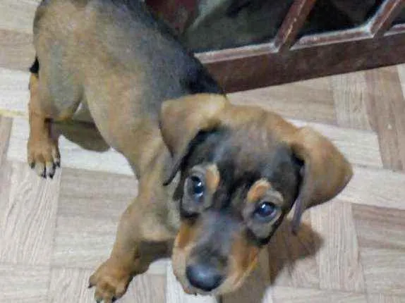 Cachorro ra a  idade 7 a 11 meses nome Luke