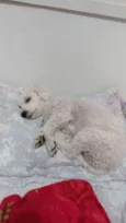 Tico