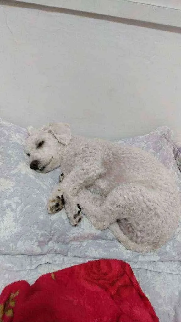 Cachorro raça Pood idade 4 anos nome Tico