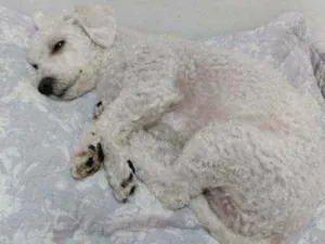 Cachorro raça Pood idade 4 anos nome Tico