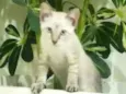 Pequena