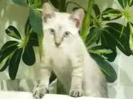 Gato raça Srd idade 2 a 6 meses nome Pequena