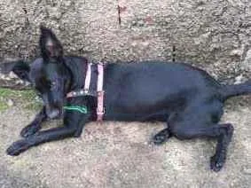 Cachorro raça Sem raça definida idade 2 a 6 meses nome Pretinha