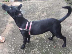 Cachorro raça Sem raça definida idade 2 a 6 meses nome Pretinha