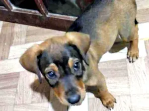 Cachorro raça  idade 7 a 11 meses nome Luke