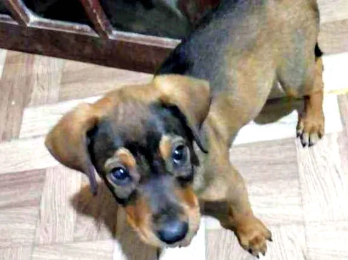 Cachorro ra a  idade 7 a 11 meses nome Luke